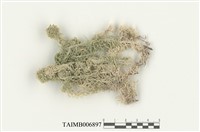 藏品(擬狹葉泥炭苔)的圖片